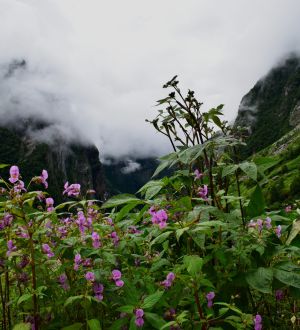  Valley of Flower